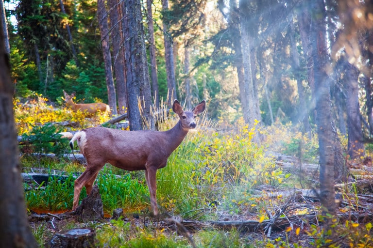 Les 3 meilleurs parcs d’animaux à Rennes à visiter avec les enfants