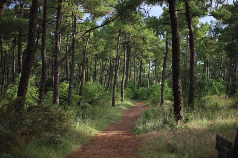 Où faire des randonnées nature aux portes de Rennes ?
