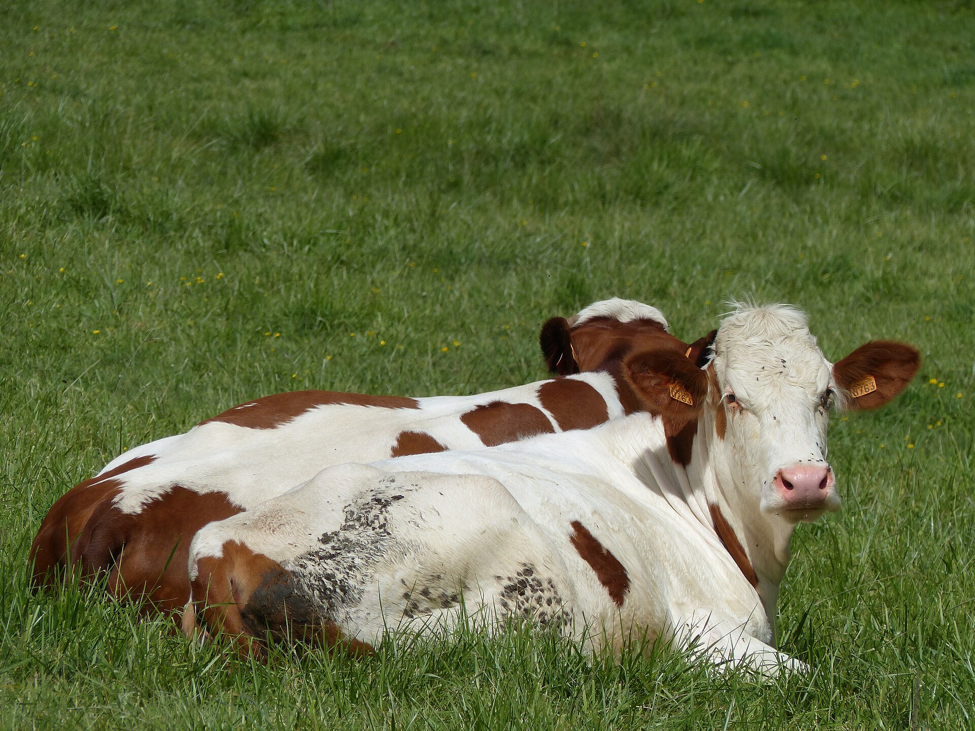Deux vaches pie rouge couchées dans l'herbe d'un pré breton